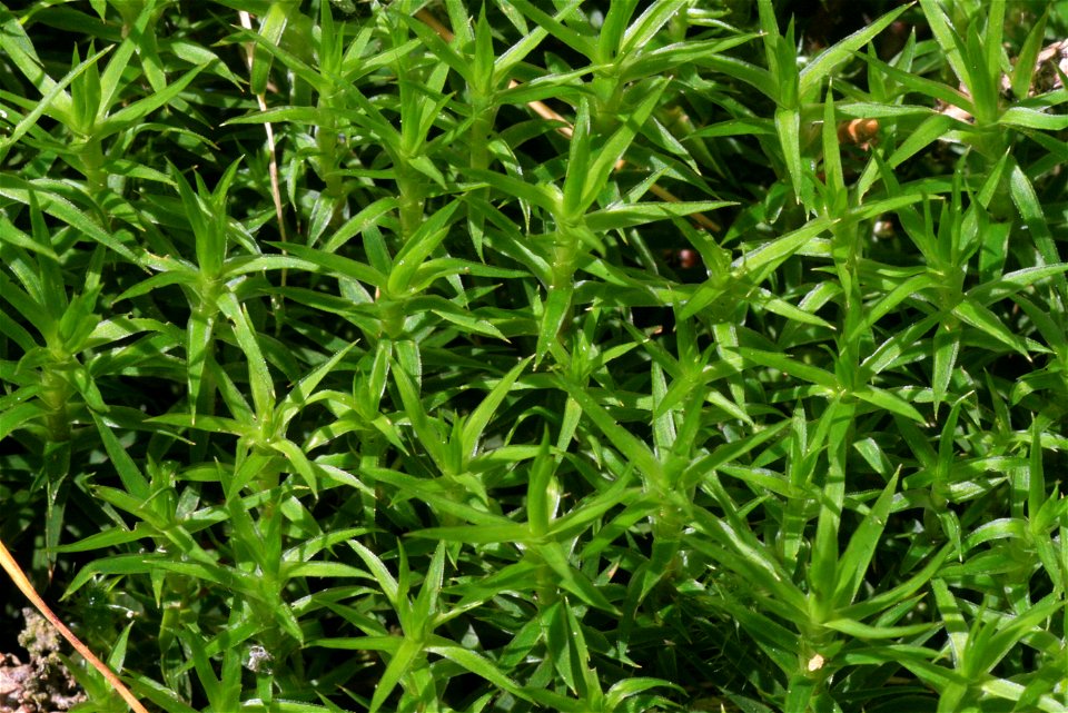 Polytrichastrum longisetum