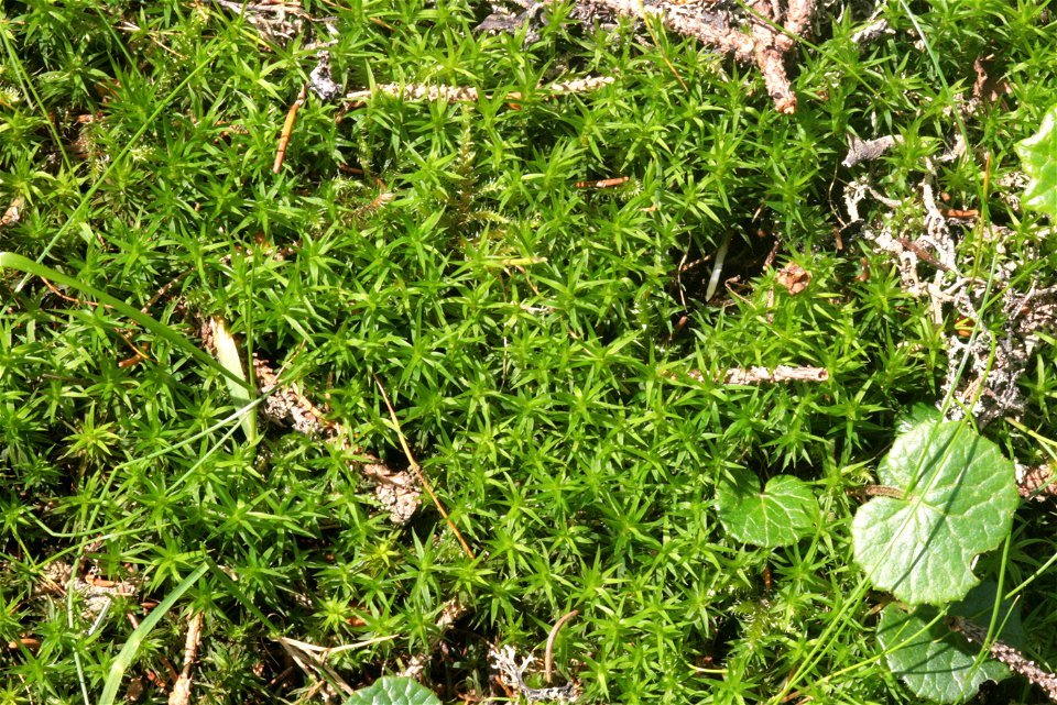 Polytrichastrum longisetum