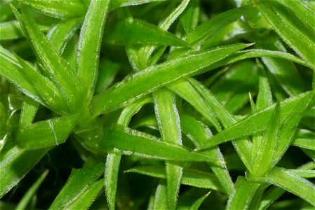 Polytrichastrum longisetum