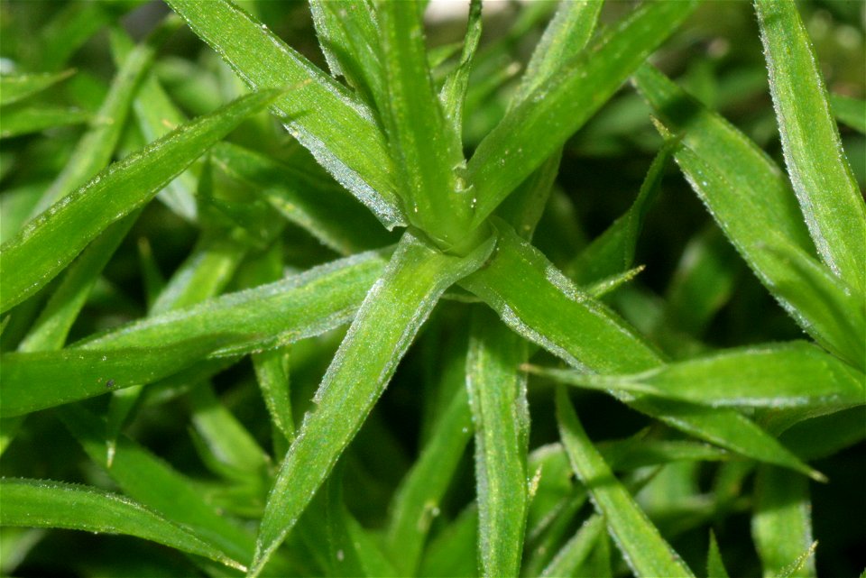 Polytrichastrum longisetum