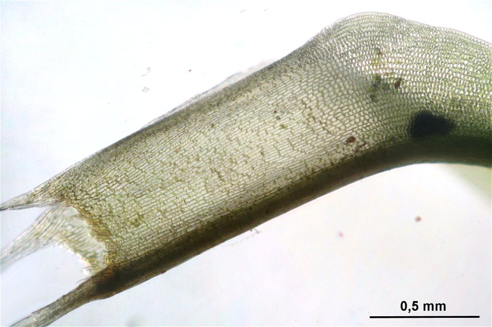 Polytrichastrum longisetum