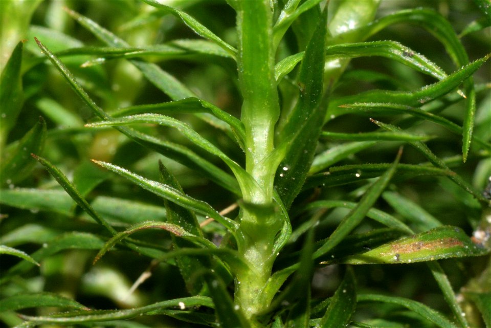 Polytrichastrum longisetum