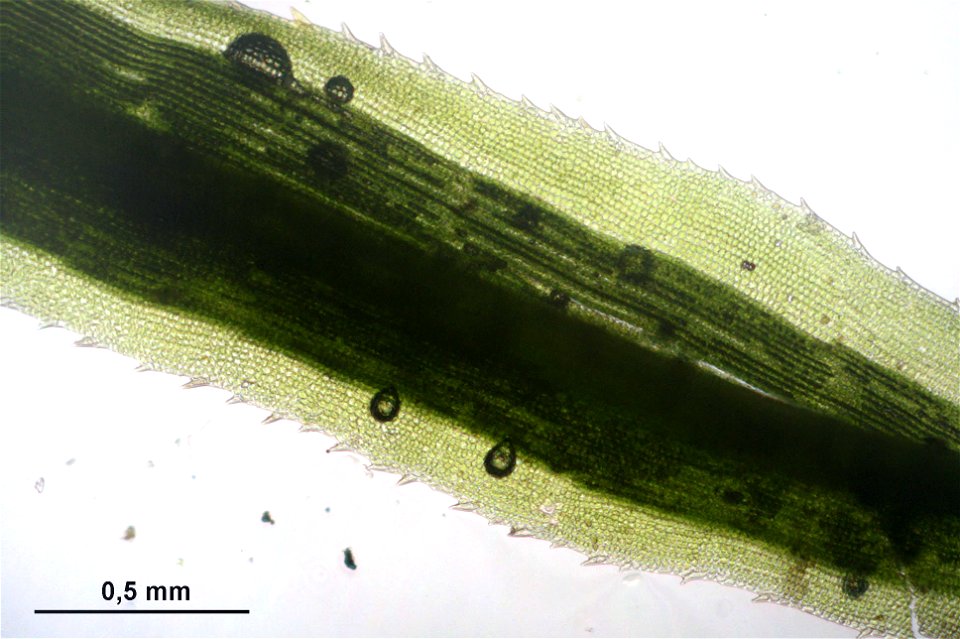 Polytrichastrum longisetum