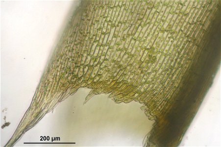 Polytrichastrum longisetum
