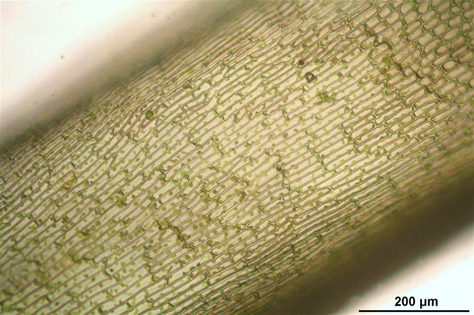Polytrichastrum longisetum
