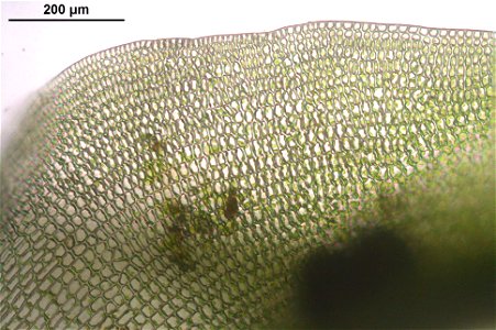 Polytrichastrum longisetum
