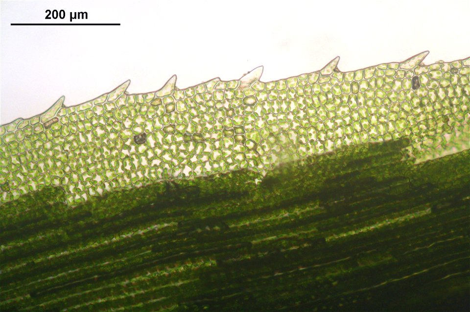 Polytrichastrum longisetum