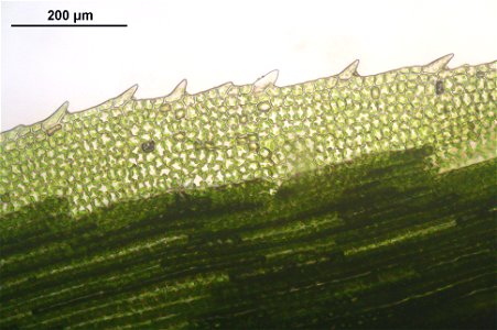 Polytrichastrum longisetum