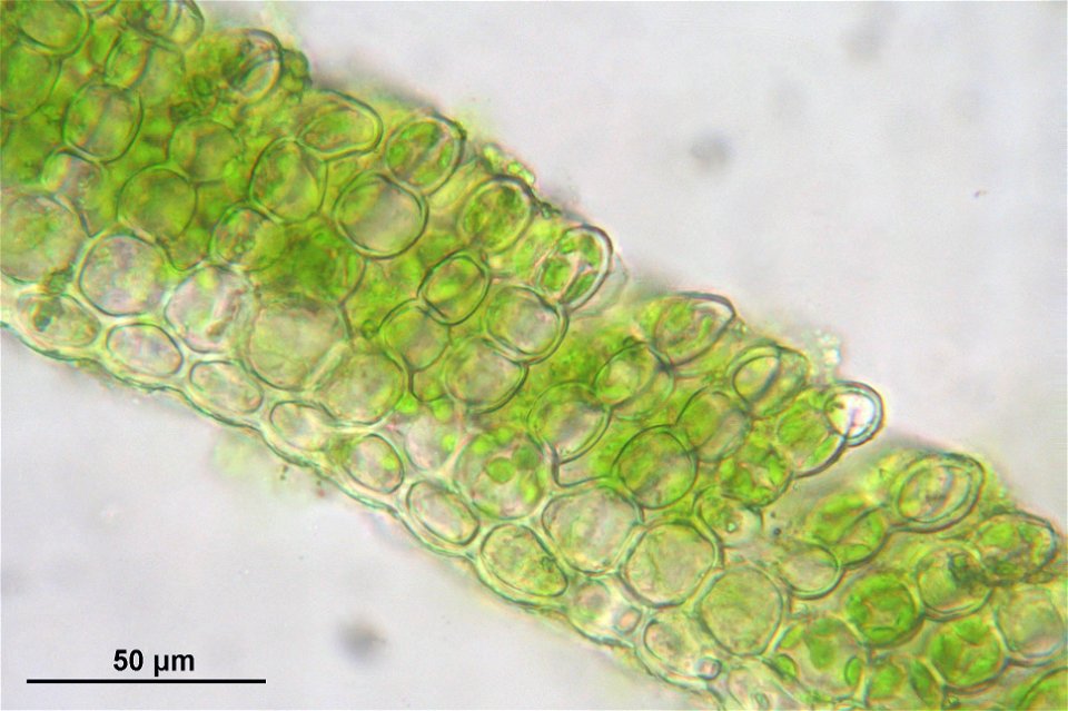 Polytrichastrum longisetum