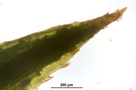 Polytrichastrum longisetum