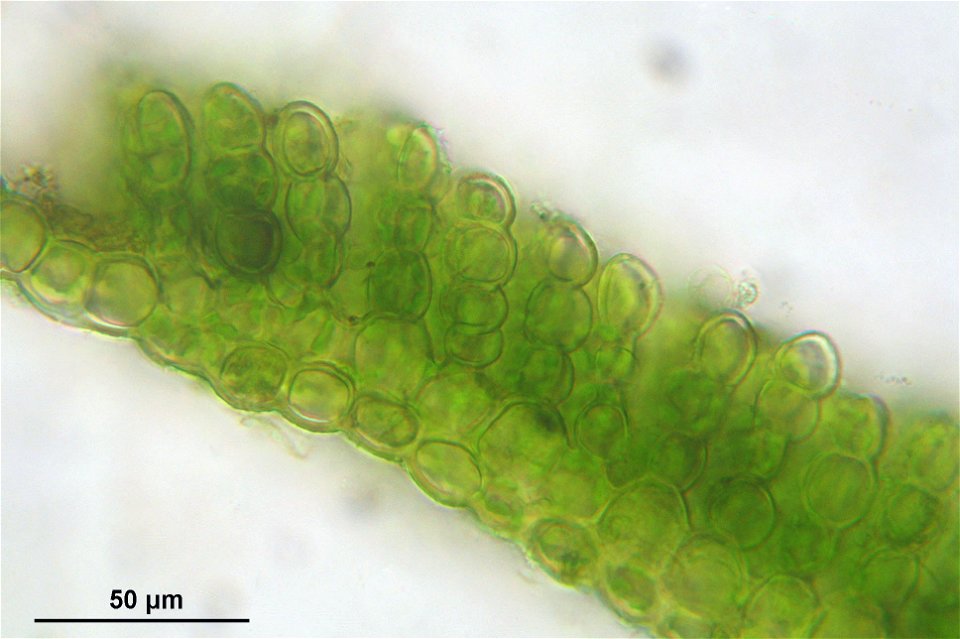 Polytrichastrum longisetum