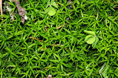 Polytrichum longisetum