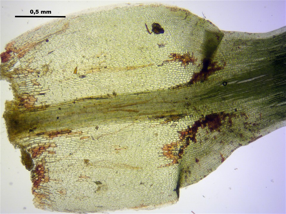 Polytrichum longisetum