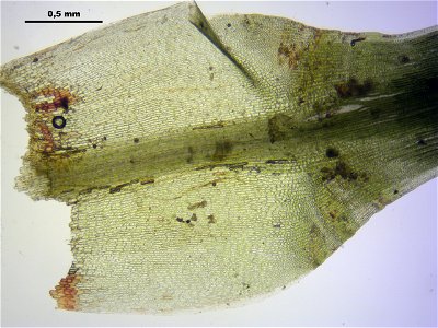 Polytrichum longisetum