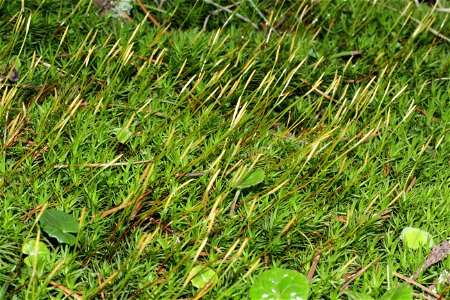 Polytrichum longisetum