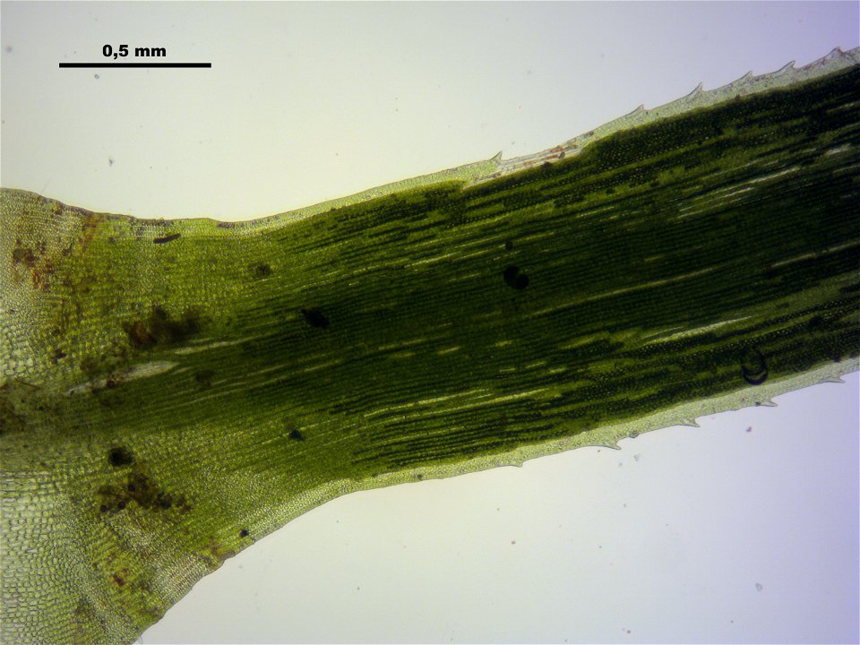 Polytrichum longisetum