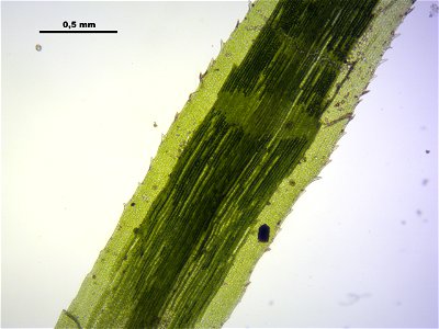 Polytrichum longisetum
