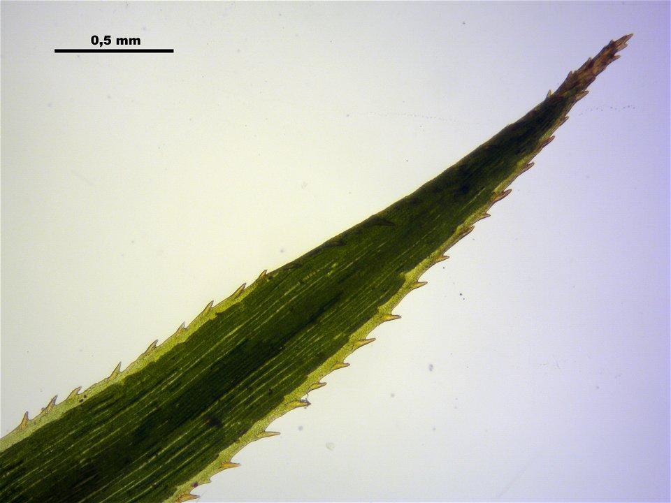 Polytrichum longisetum