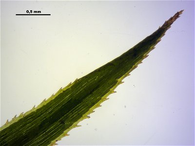 Polytrichum longisetum