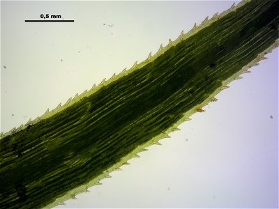 Polytrichum longisetum