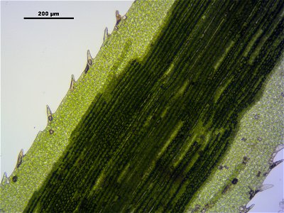 Polytrichum longisetum