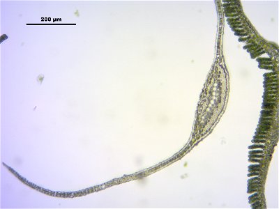 Polytrichum longisetum