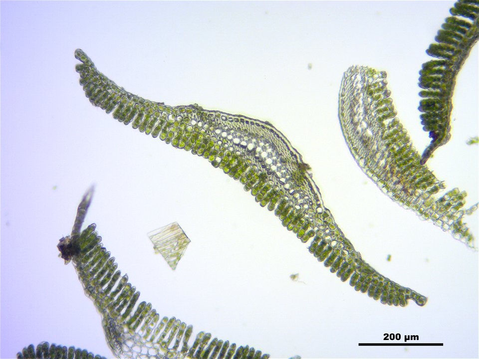 Polytrichum longisetum