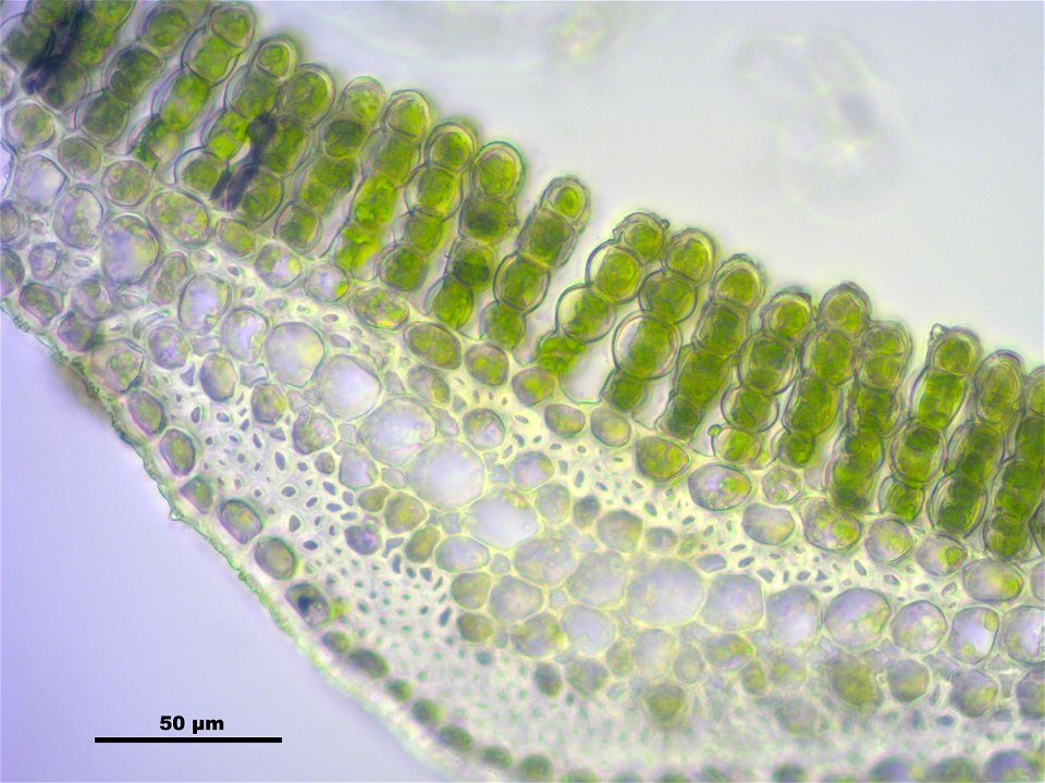 Polytrichum longisetum