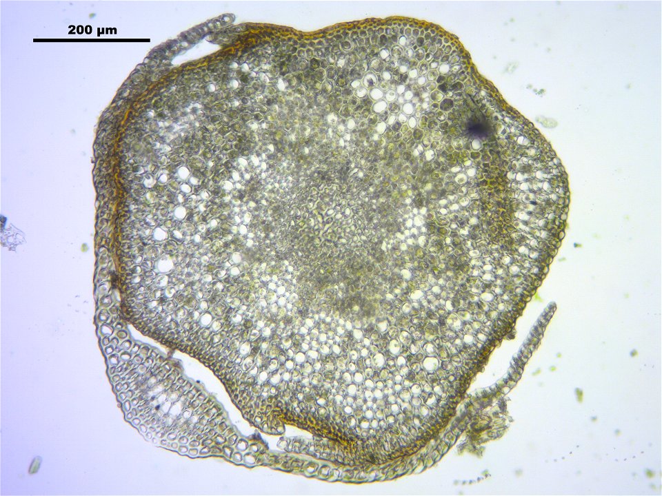 Polytrichum longisetum