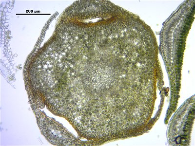 Polytrichum longisetum