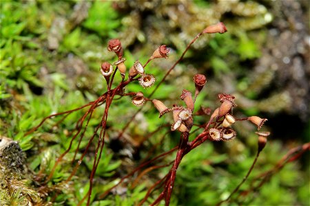 Pogonatum nanum