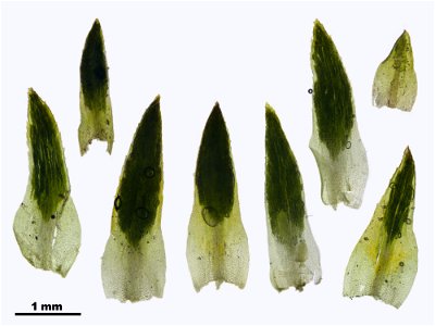 Pogonatum nanum