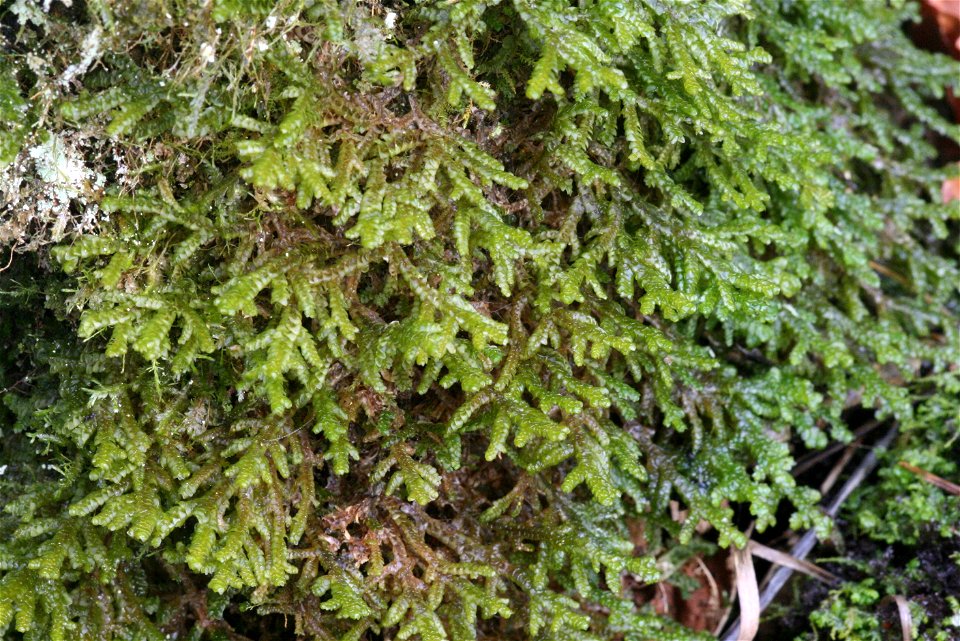 Porella platyphylla