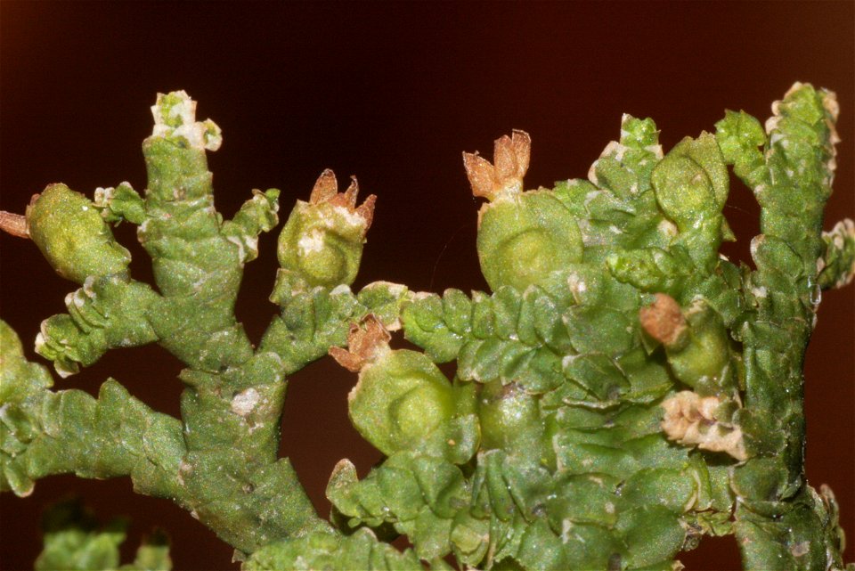 Porella platyphylla