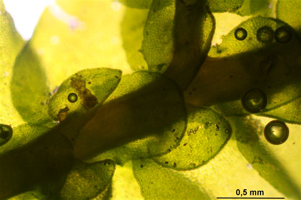 Porella platyphylla