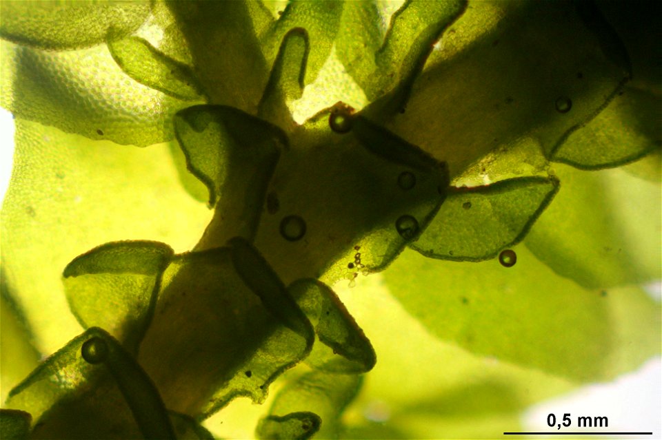 Porella platyphylla
