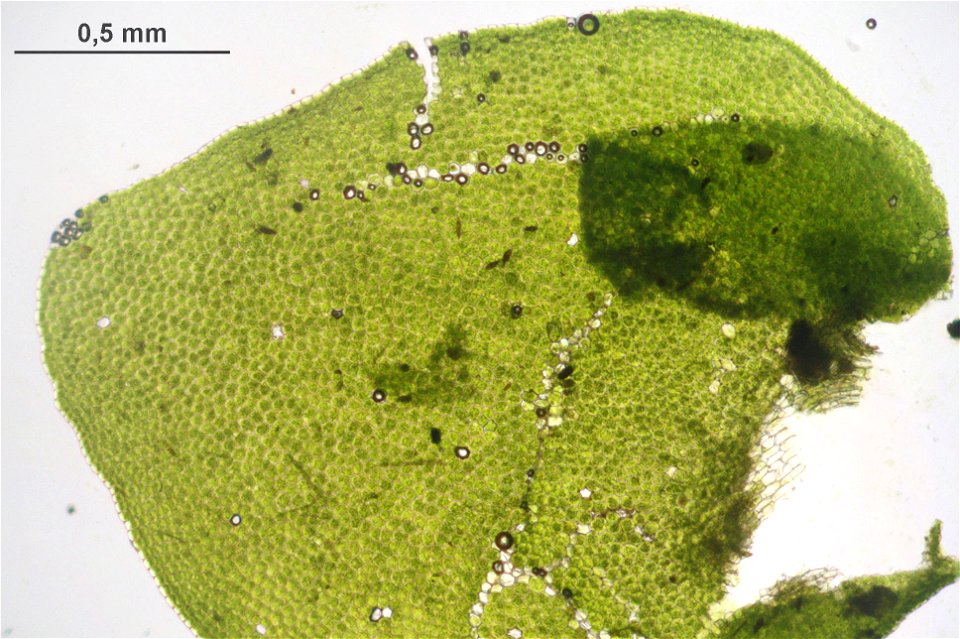Porella platyphylla