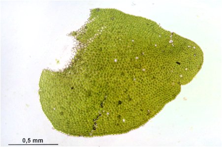 Porella platyphylla