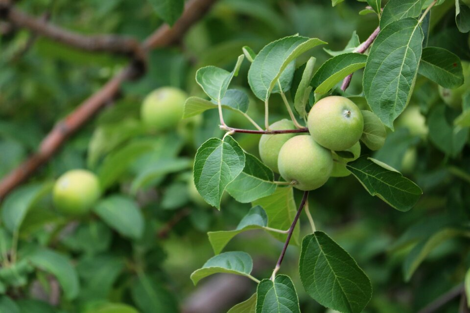 Orchard garden nature