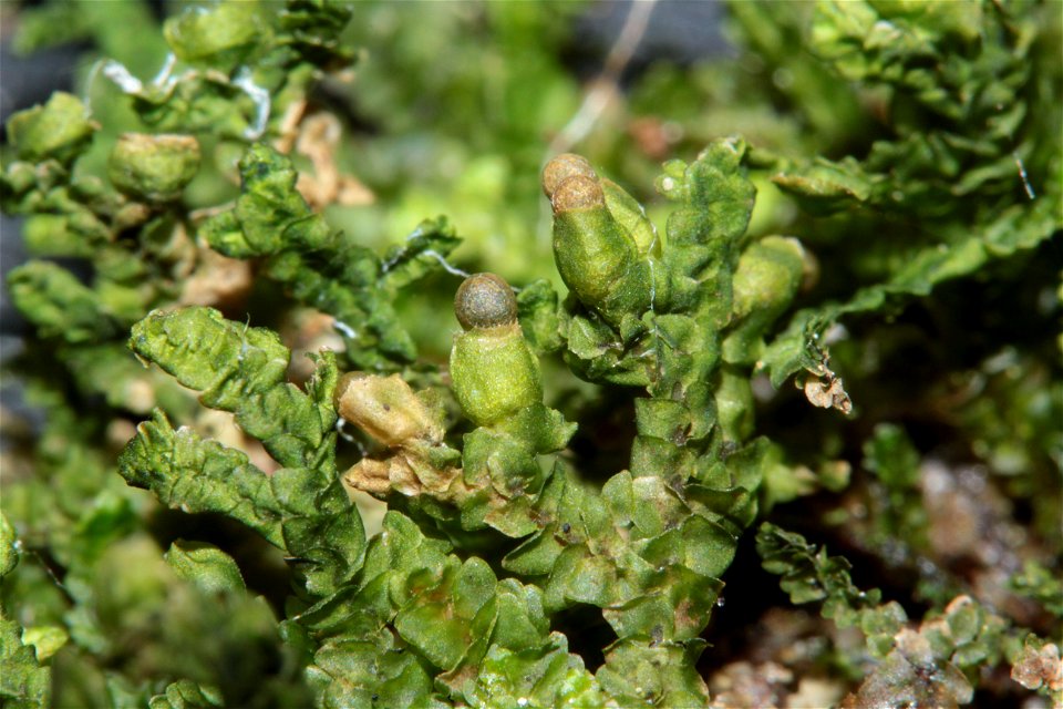 Porella platyphylla
