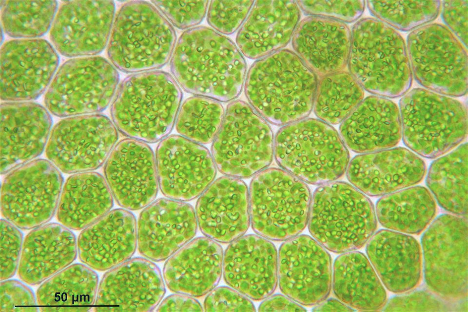 Porella platyphylla