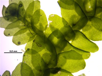 Porella platyphylla