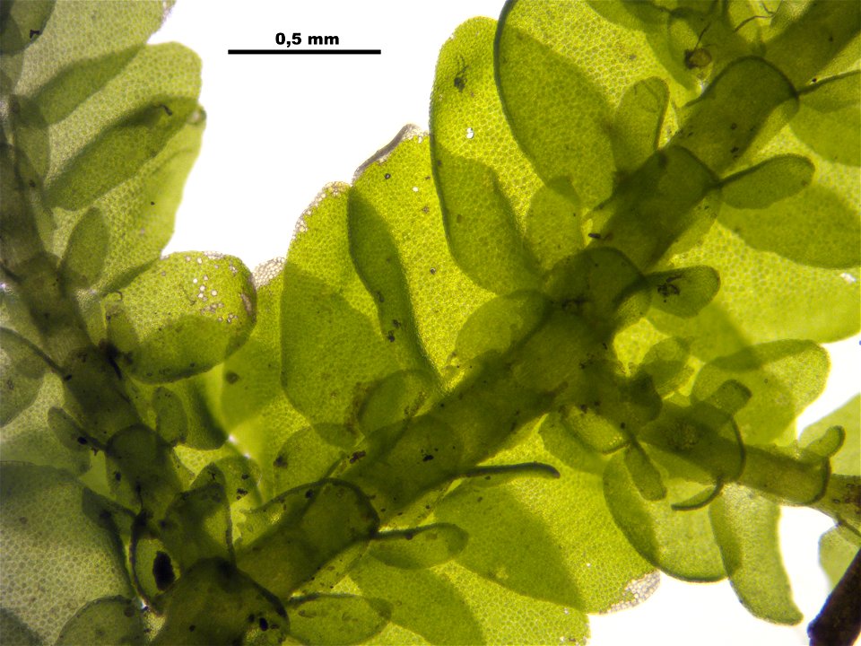 Porella platyphylla