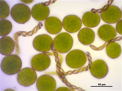 Porella platyphylla
