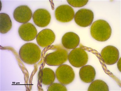 Porella platyphylla