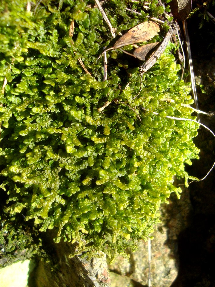 Játrovka Porella platyphylla (podhořanka plocholistá) z Podkomorských lesů, Česká republika, jižní Morava photo