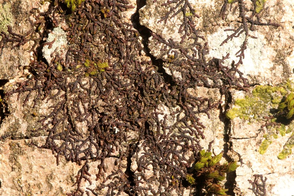Frullania dilatata