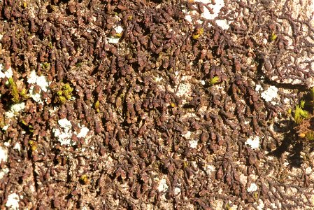 Frullania dilatata
