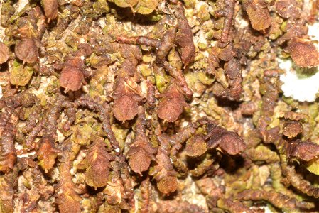 Frullania dilatata