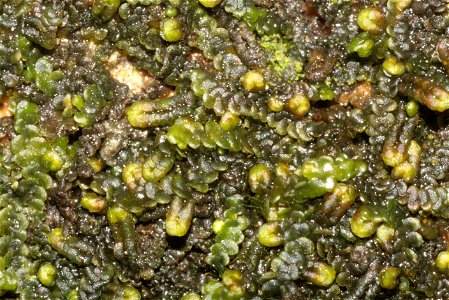 Frullania dilatata